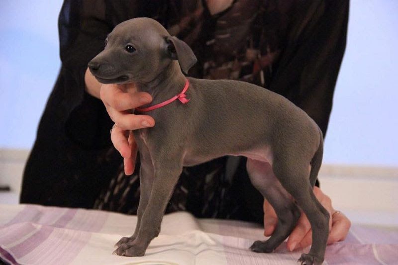 Italian Greyhound price range. Italian Greyhound puppies for sale cost