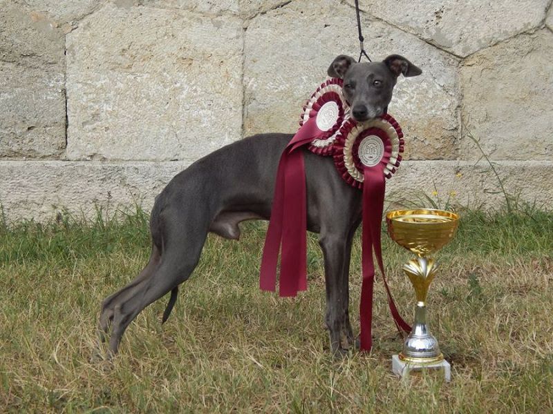 Italian Greyhound price range. Italian Greyhound puppies for sale cost