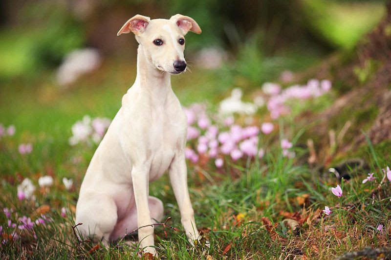 Italian Greyhound price range. Italian Greyhound puppies for sale cost