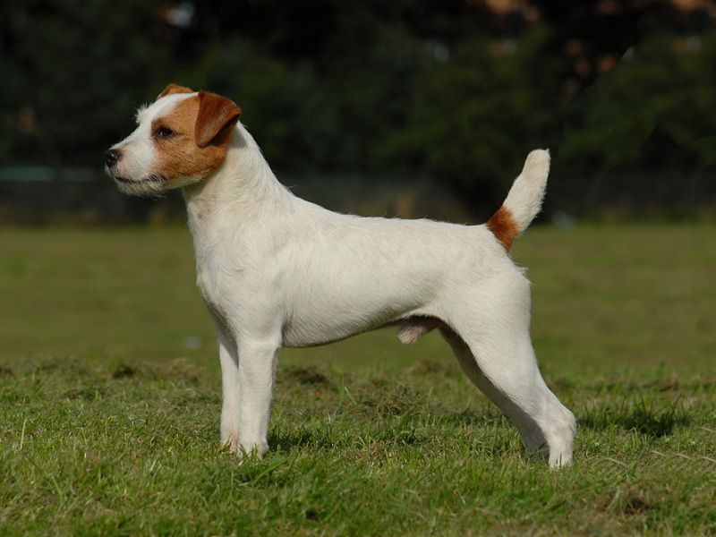Jack Russell Terrier puppies for sale price range. Jack Russells cost? 