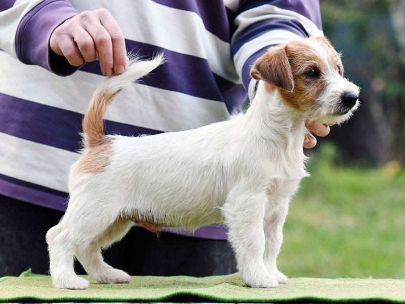 Jack Russell Terrier puppies for sale price range. Jack Russells cost?
