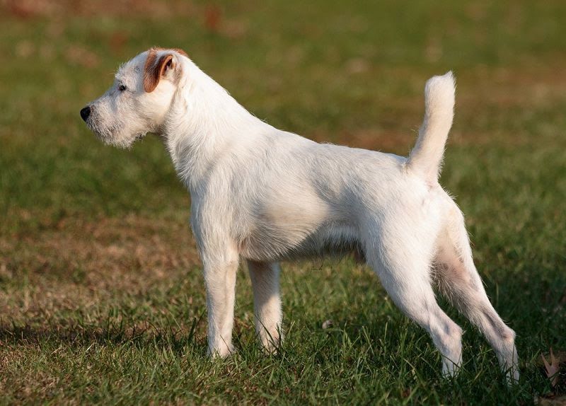 Jack Russell Terrier puppies for sale price range. Jack Russells cost?