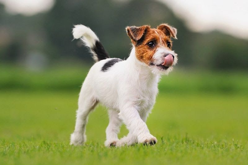 Jack Russell Terrier puppies for sale price range. Jack Russells cost?