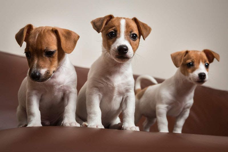 Jack Russell Terrier puppies for sale price range. Jack Russells cost?