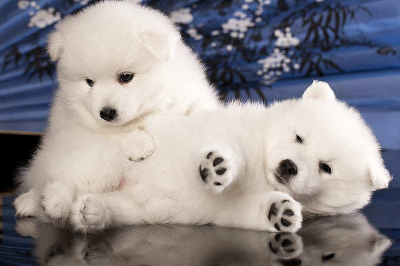 Japanese Spitz price range. Japanese Spitz puppies for sale cost