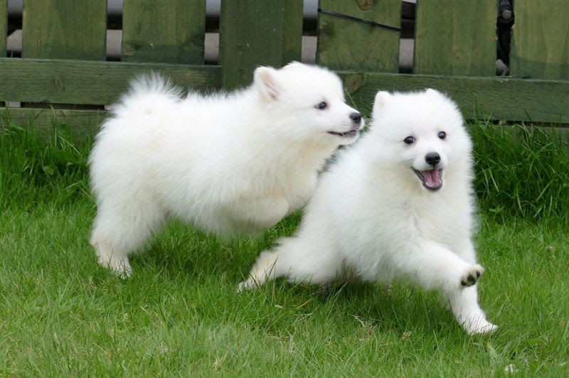 Japanese Spitz price range. Japanese Spitz puppies for sale cost