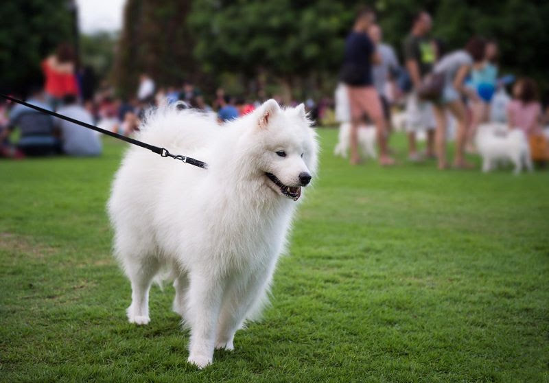 Japanese Spitz price range. Japanese Spitz puppies for sale cost