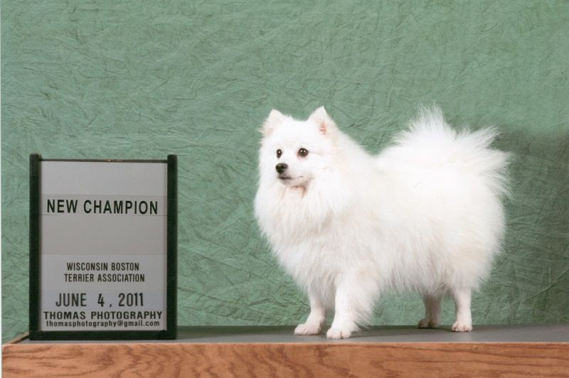 Japanese Spitz price range. Japanese Spitz puppies for sale cost