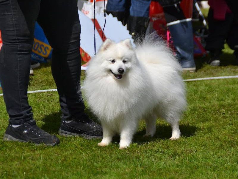 Japanese Spitz price range. Japanese Spitz puppies for sale cost