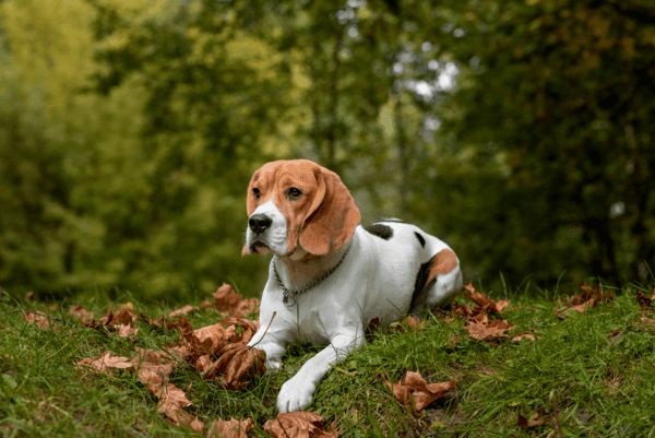 K-run Beagles - Beagle Breeder in St. Louis, Missouri