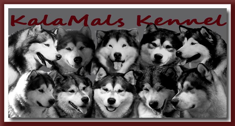 KalaMals - Alaskan Malamute breeder in Virginia. Malamutes for sale in KalaMals