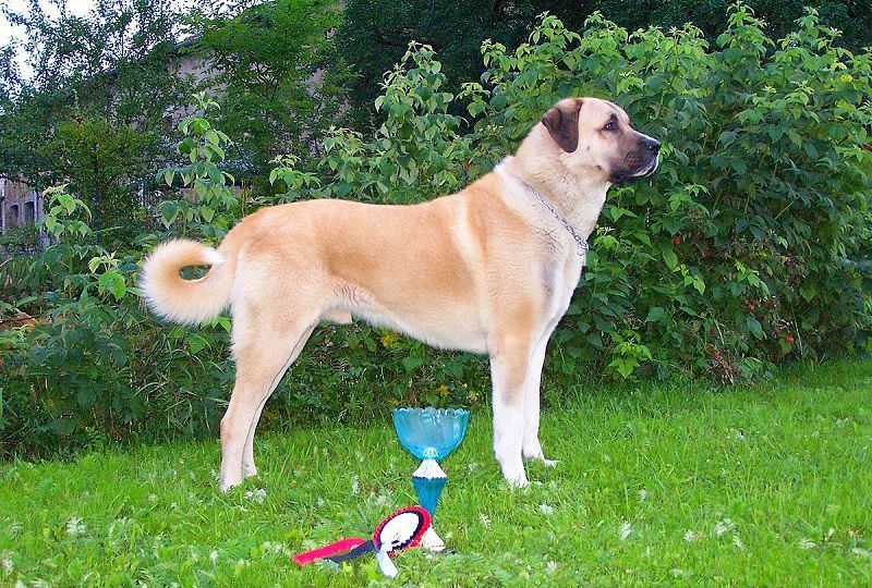 Kangal Dog (Anatoli Shepherd) price range. Kangal puppies for sale cost?