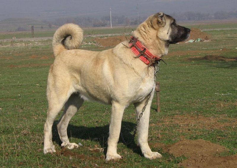 Kangal Dog (Anatoli Shepherd) price range. How much do Kangal cost?