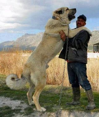 Kangal Dog (Anatoli Shepherd) price range. Kangal puppies for sale cost?