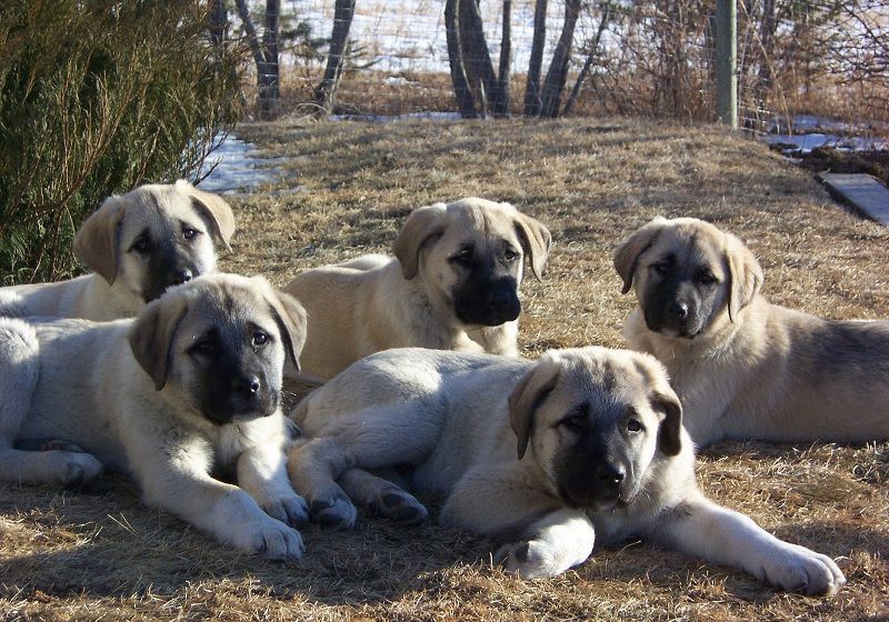 Kangal Dog (Anatoli Shepherd) price range. Kangal puppies for sale cost?