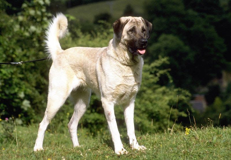 Kangal Dog (Anatoli Shepherd) price range. Kangal puppies for sale cost?