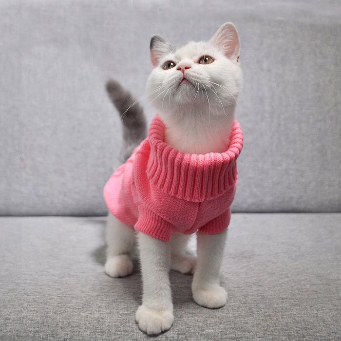 Winter Is Coming! Keep Your Kitty Safe with Cat Clothing and Other Items