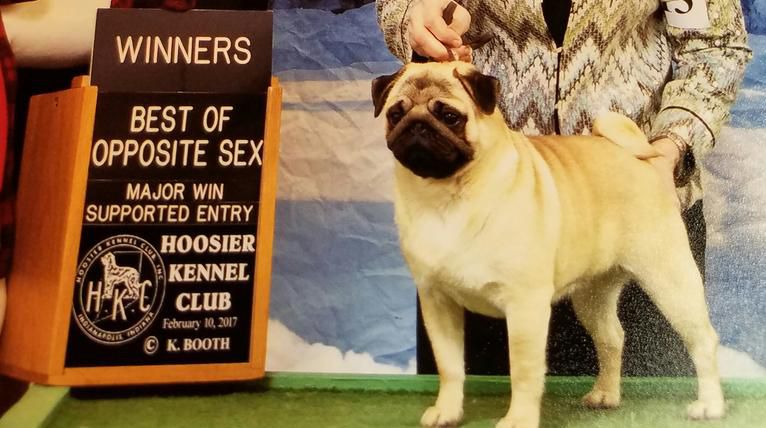 Kelz Pugz - Pug Breeder in Tonawanda, New York