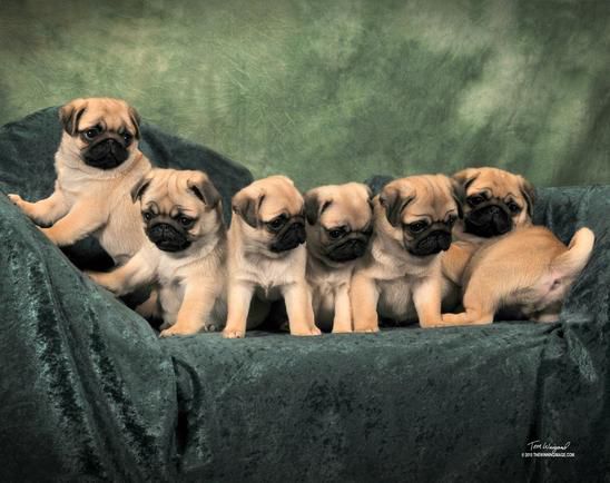 Kelz Pugz - Pug Breeder in Tonawanda, New York