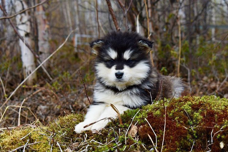 Kingfisher’s Alaskan Malamutes - Alaskan Malamutes breeder in Alaska