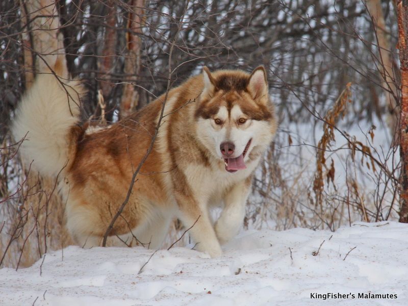 Kingfisher’s Alaskan Malamutes - breeder in Alaska. Malamutes for sale in Kingfishers