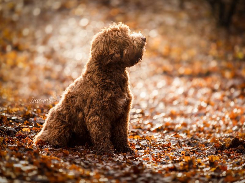 Are Labradoodles the Best Family Dogs? 