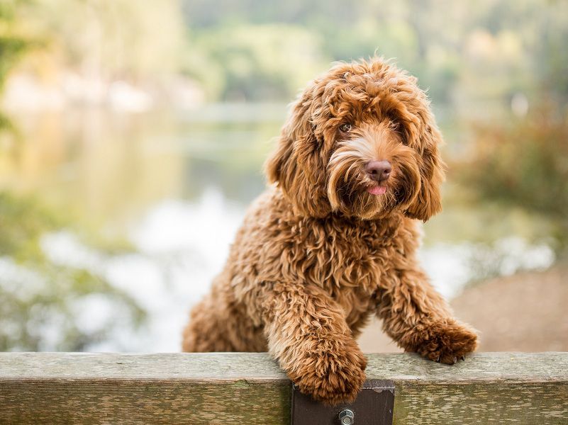 Are Labradoodles the Best Family Dogs? 
