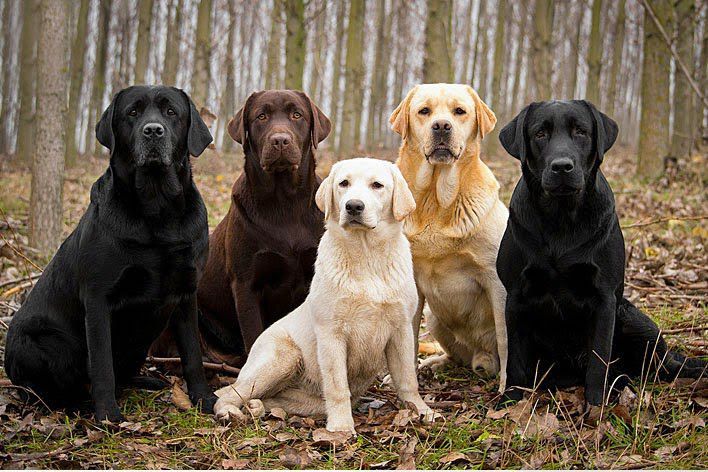 Labrador dog price range. Where to buy Labrador Retriever puppies?