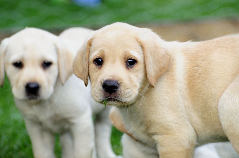 Labrador dog price range. Where to buy Labrador Retriever puppies?