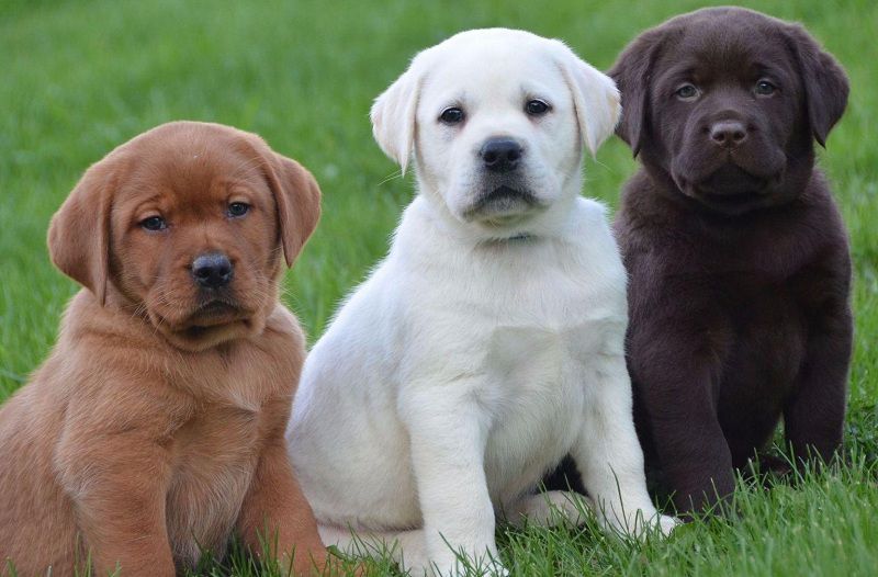 Labrador dog price range. Where to buy Labrador Retriever puppies?