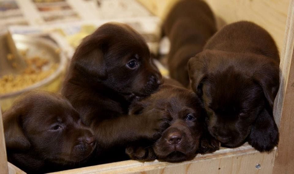 Labrador dog price range. Where to buy Labrador Retriever puppies?