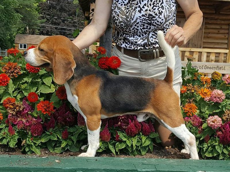 Lane Rae Beagles - Beagle Breeder in Greensboro, North Carolina