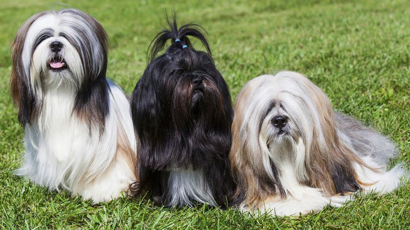 Lhasa Apso price range. Lhasa Apso puppies for sale cost from breeders