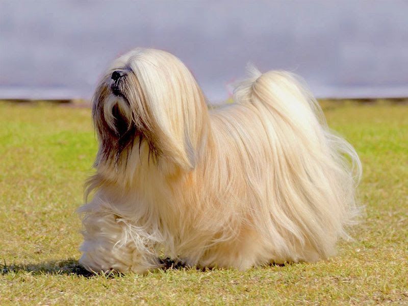 Lhasa Apso price range. Lhasa Apso puppies for sale cost from breeders