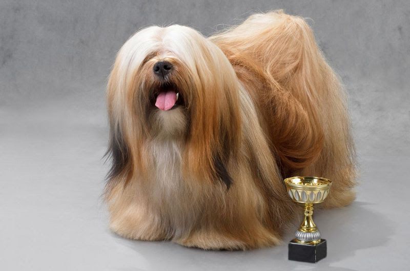 Lhasa Apso price range. Lhasa Apso puppies for sale cost from breeders