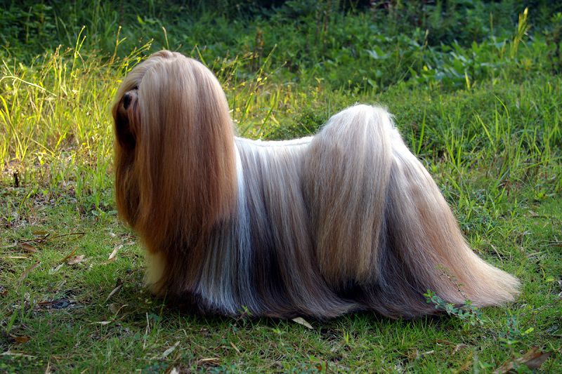 Lhasa Apso price range. Lhasa Apso puppies for sale cost from breeders