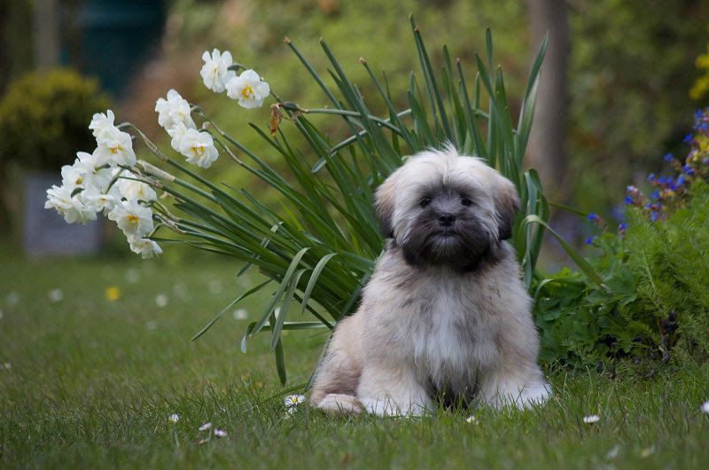 Lhasa Apso price range. Lhasa Apso puppies for sale cost from breeders