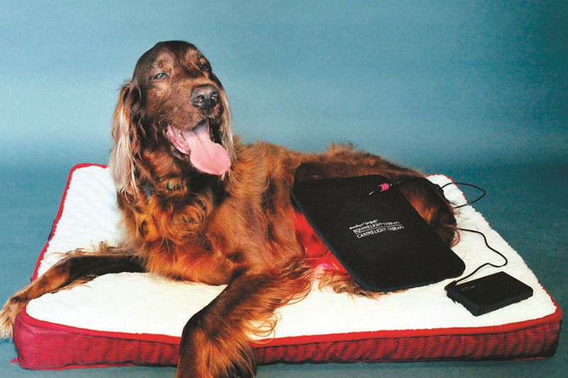 Light Therapy for Dogs? How Much Does Light Therapy for Dogs Cost?