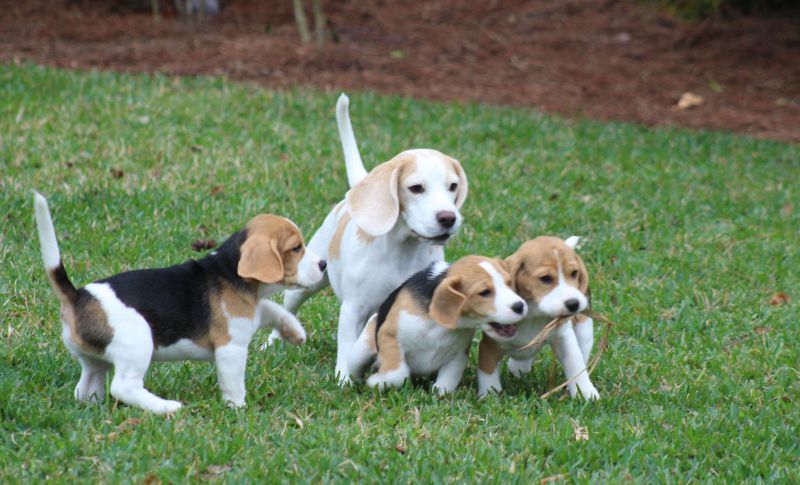 Lolavi Beagle Kennel - Beagle Breeder in Bonita Springs, Florida