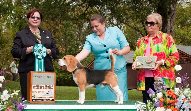 Lolavi Beagle Kennel - Beagle Breeder in Bonita Springs, Florida