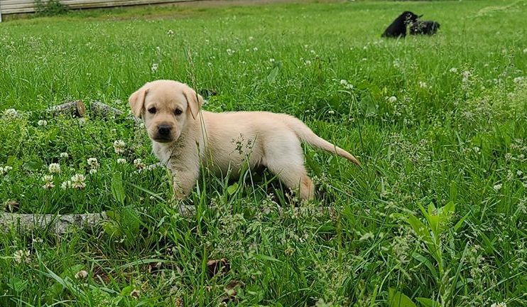 Mabry Labradors Kennel - Labrador Breeder in Murphysboro, Illinois