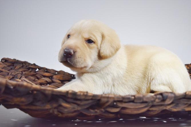 Mabry Labradors, Breeder in Illinois. Labrador puppies for sale in Mabry