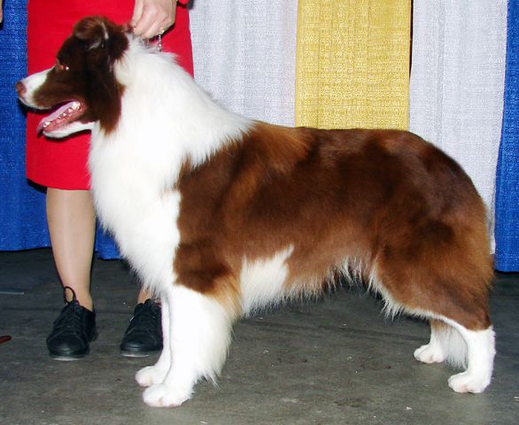 Majestic Border Collies - Breeder in Kentucky. Puppies for sale in Majestic kennels