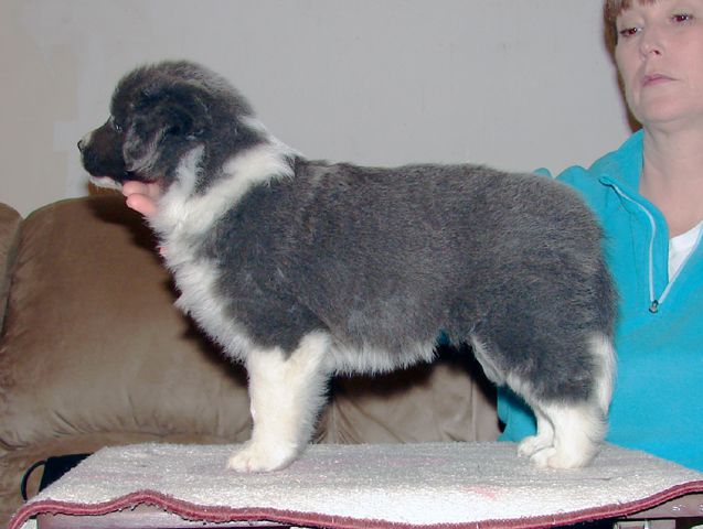 Majestic Border Collies Kennel - Border Collie Breeder in Kentucky