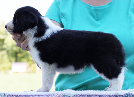 Majestic Border Collies Kennel - Border Collie Breeder in Kentucky