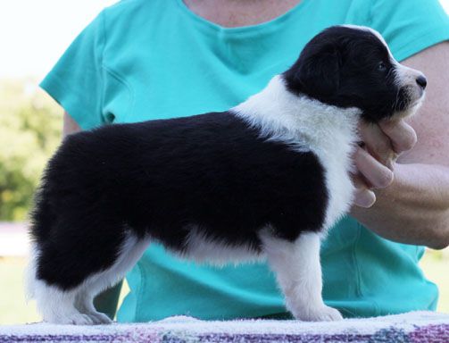 Majestic Border Collies Kennel - Border Collie Breeder in Kentucky