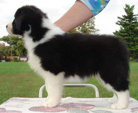 Majestic Border Collies Kennel - Border Collie Breeder in Kentucky