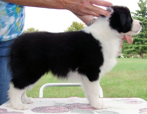 Majestic Border Collies Kennel - Border Collie Breeder in Kentucky