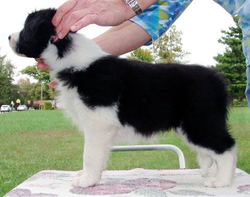 Majestic Border Collies Kennel - Border Collie Breeder in Kentucky