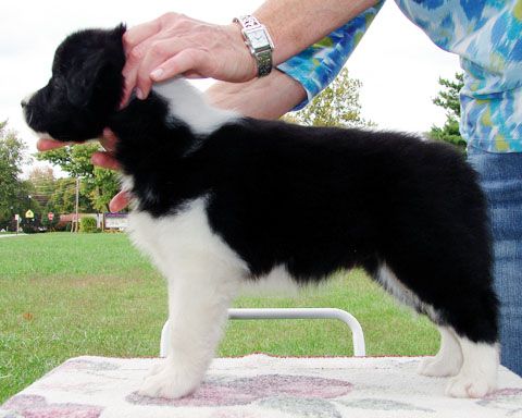 Majestic Border Collies Kennel - Border Collie Breeder in Kentucky